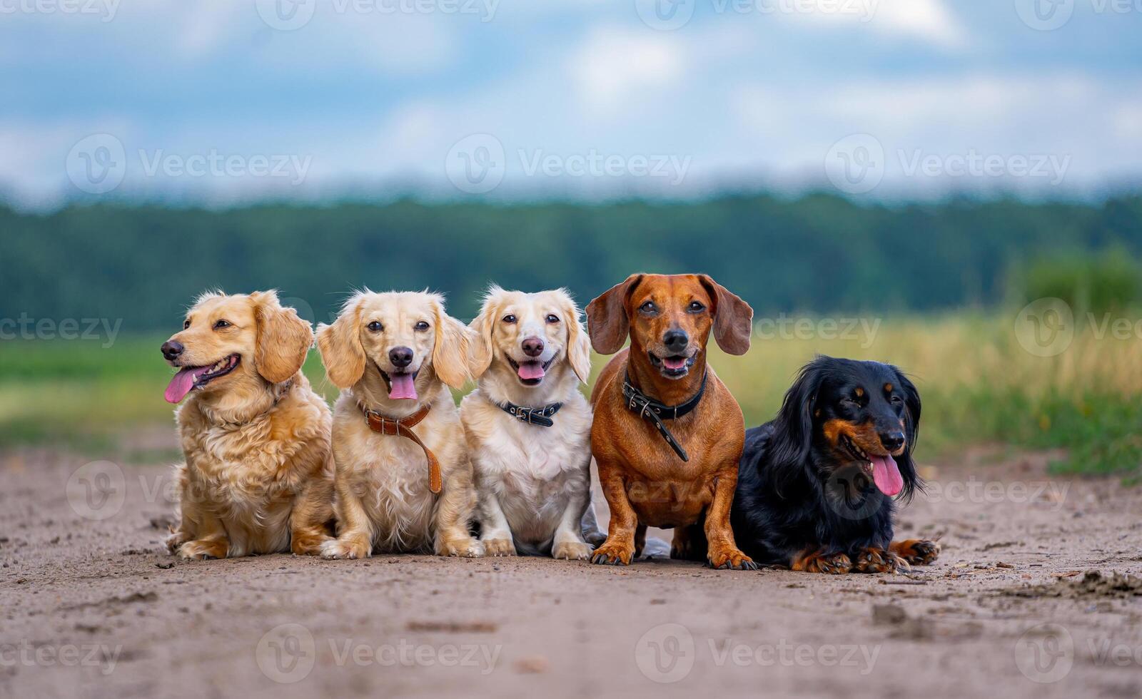 Domestic animals. Five dogs are sitting in line on ground and looking at the camera. Different breeds walking outside. Stock photo