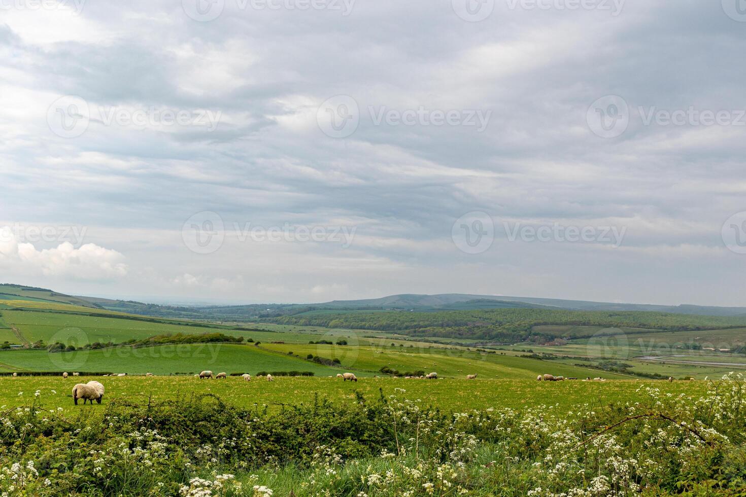 Idyllic rural landscape with green fields, grazing sheep, and a cloudy sky. photo