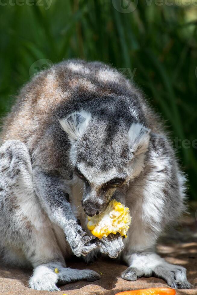 de cola anillada lémur lémur catta comiendo fruta, natural habitat antecedentes a Londres zoo. foto