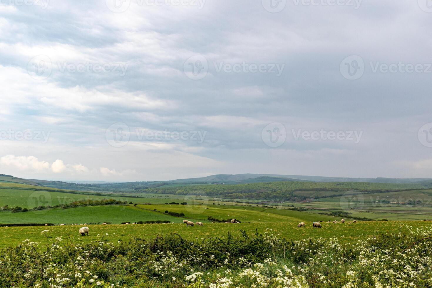 laminación verde colinas debajo un nublado cielo con flores silvestres en el primer plano y pasto ganado en el distancia. foto