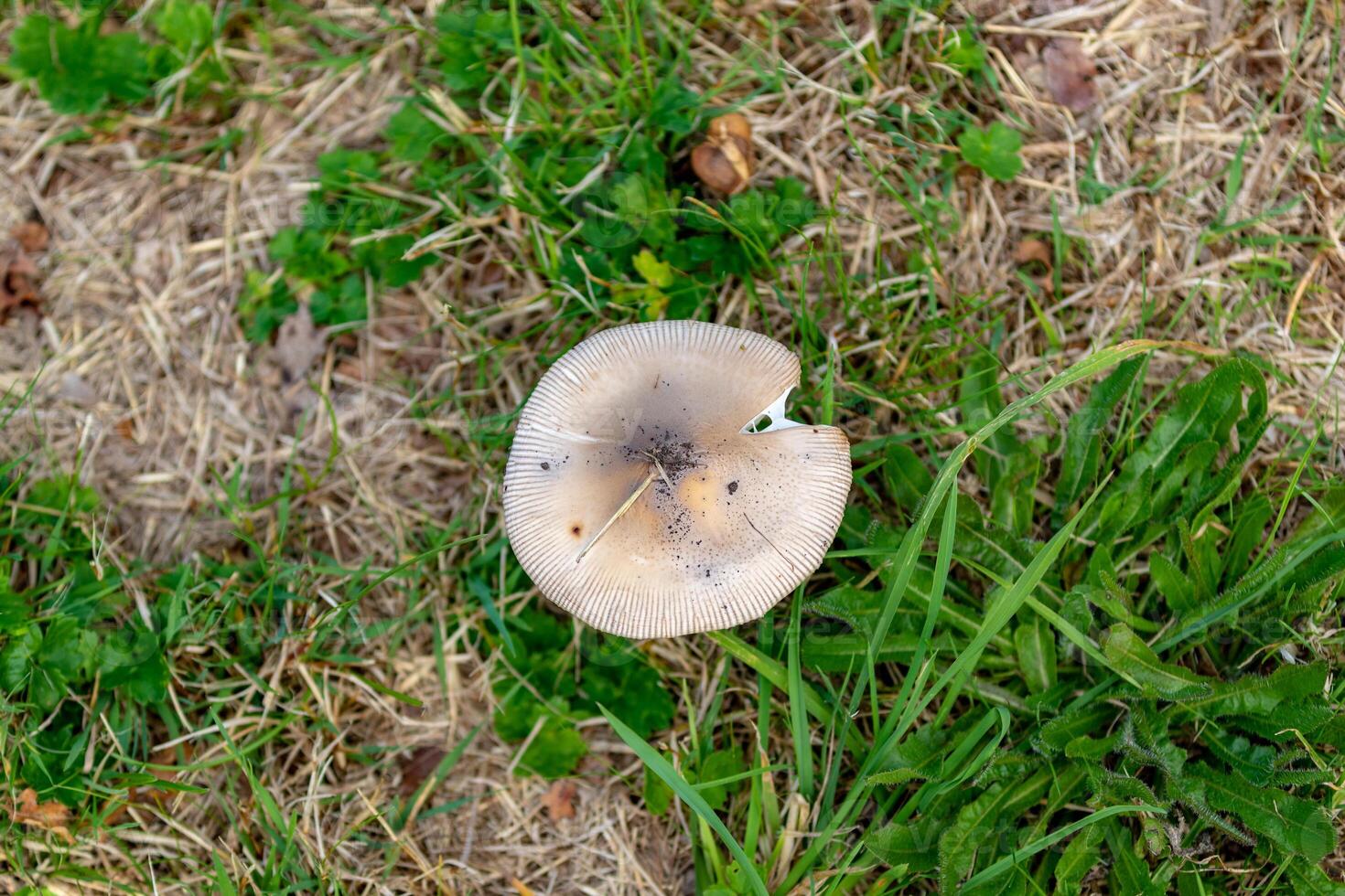 Wild mushroom growing in natural grassy environment, suitable for nature and autumn themes. photo