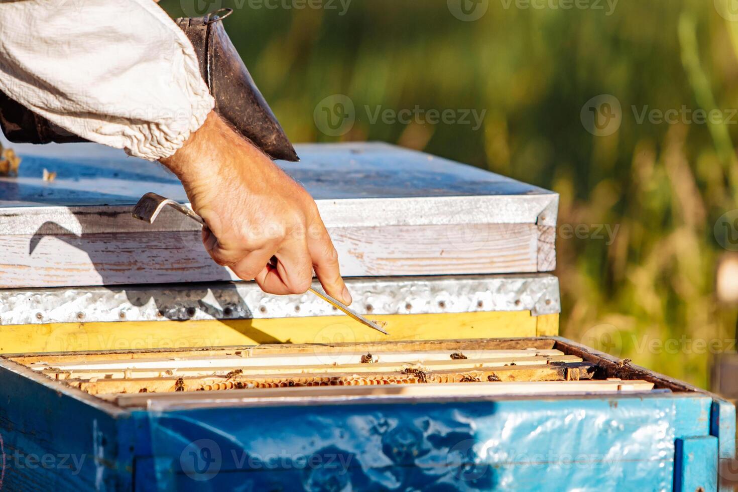 Collecting honey from honeycombs. Apiculture. Frames of a beehive. photo