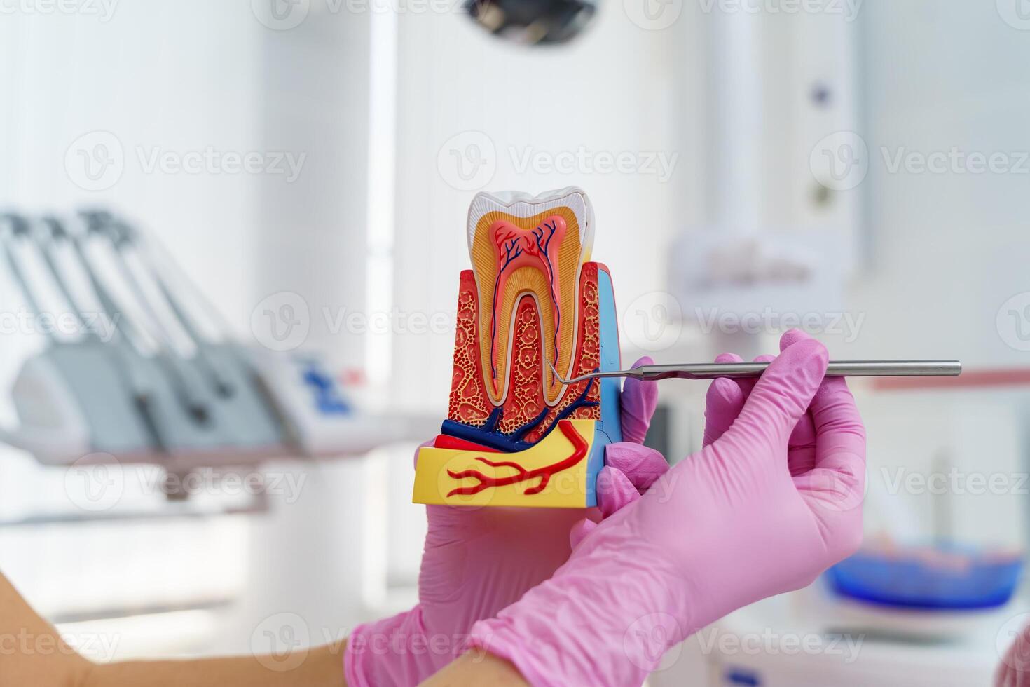 Model of artificial jaw with teeth in hands. Dentist cabinet background. Dentistry concept. photo