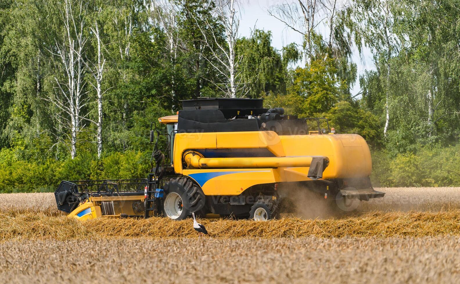 combinar trabajando en el grande trigo campo cosecha amarillo maduro trigo. agrícola concepto. foto