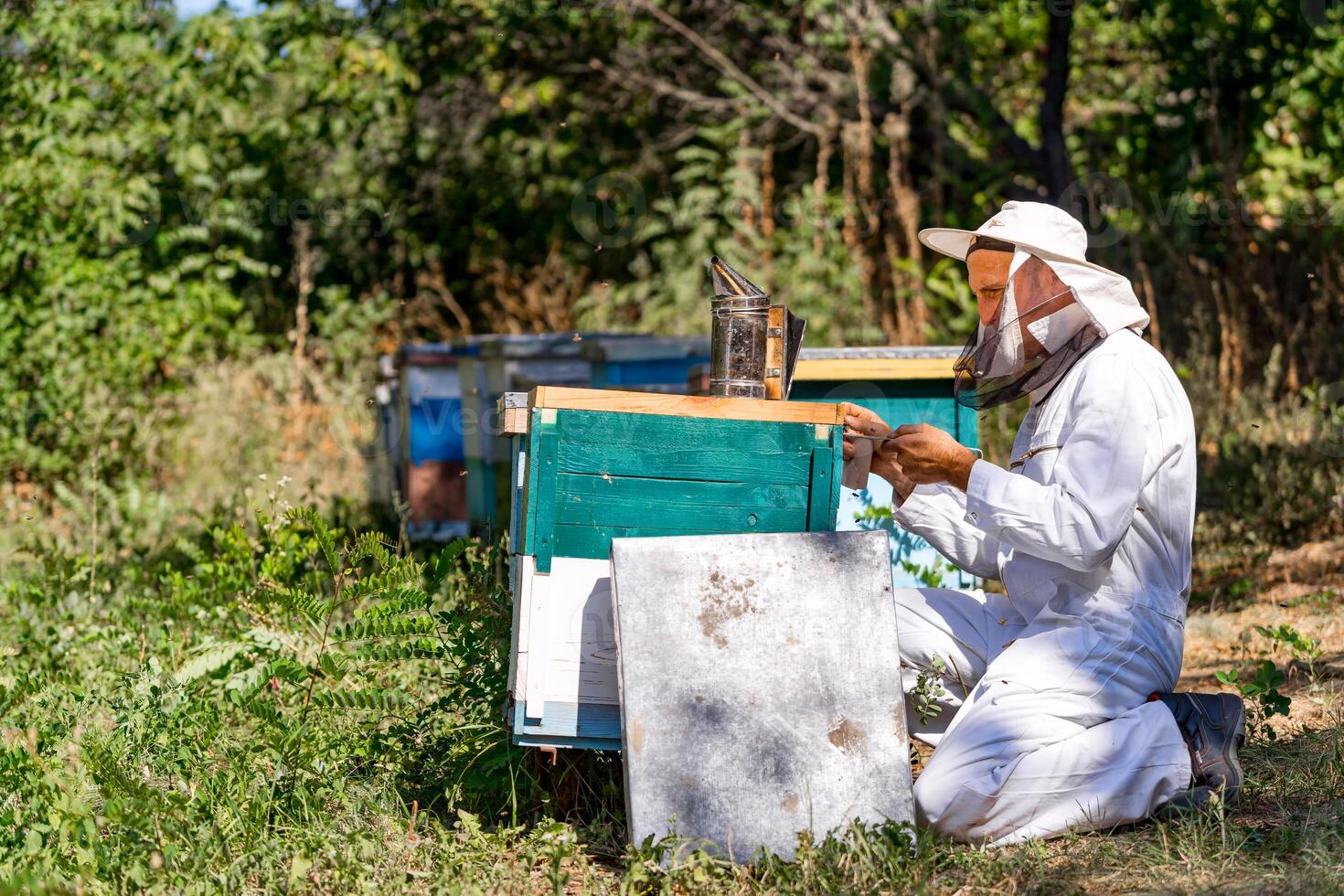 Beekeeper stands on one knee and fixes wooden hive with special instruments. Summer garden background. photo