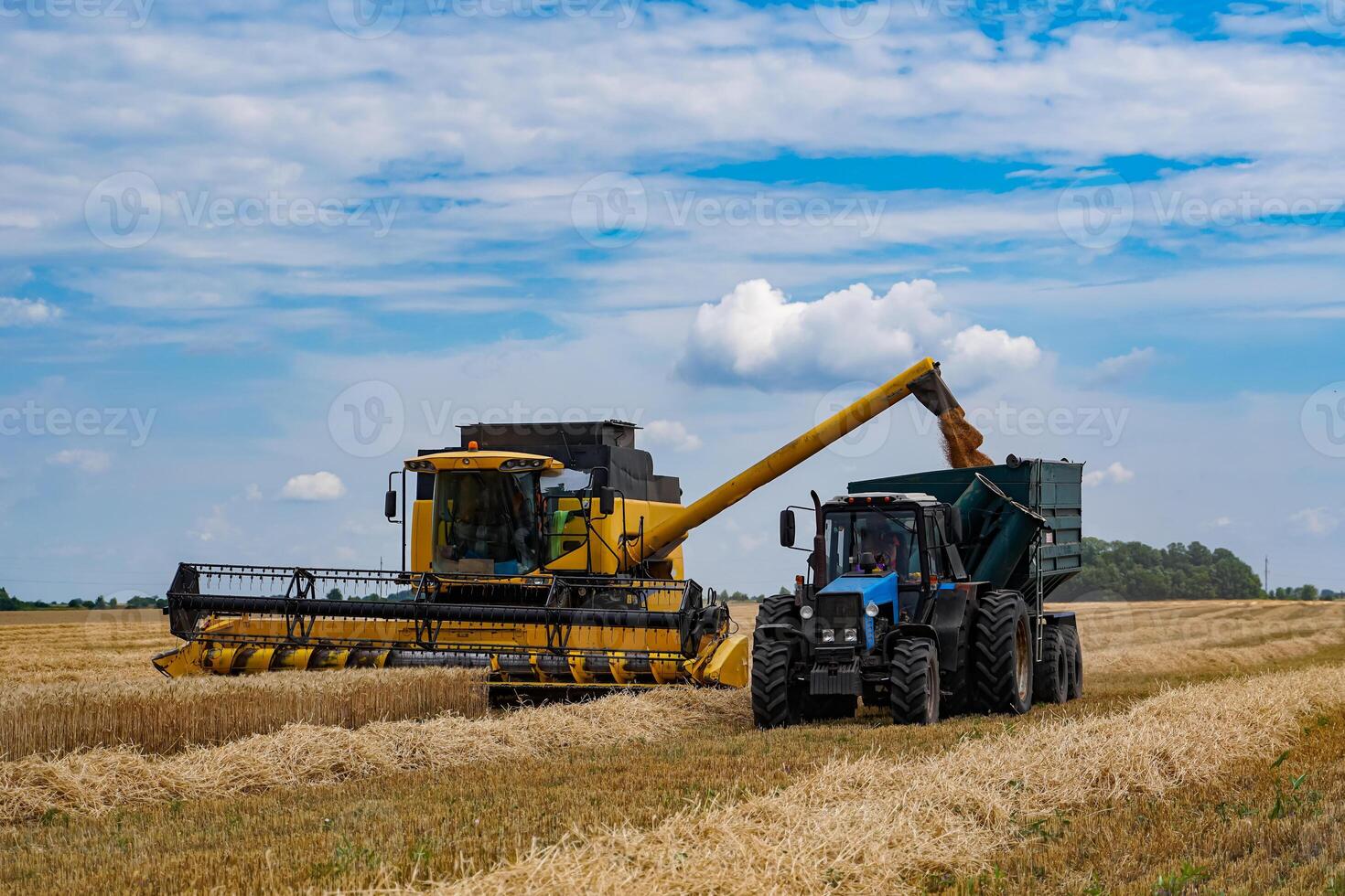 Process of gathering ripe crop from the fields. Special technic in field. Modern machinery in gold wheat. Cereal or wheat gathering. Heavy machinery photo