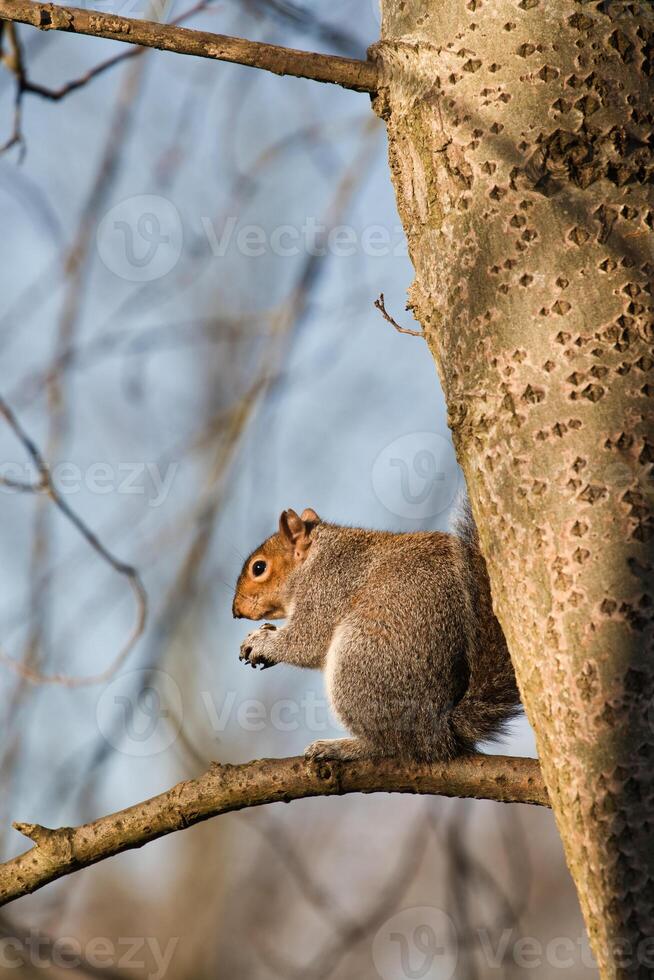 gris ardilla encaramado en un árbol rama con texturizado ladrar, comiendo, en contra un enfoque suave antecedentes. foto