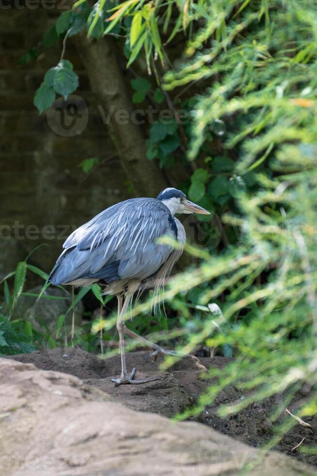 Grey heron standing by water amidst green foliage at London Zoo. photo