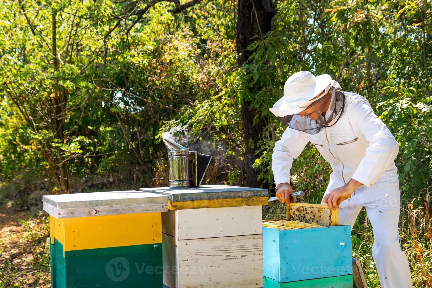 Worker at apiary. Beekeeper pulls off honey cell from hive. Three hives of different color at garden background. Apiculture concept. photo