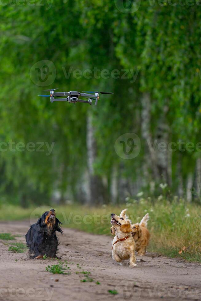 lleno longitud ver de el alegre y linda grupo de Tres pequeño raza en naturaleza antecedentes. cachorros corriendo para el zumbido. animales y perros concepto foto