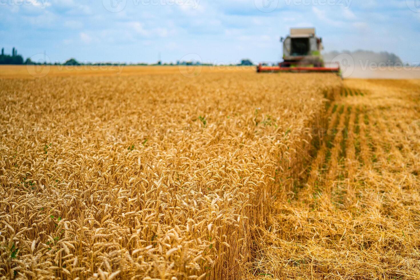 Heavy technics in wheat field during the sunny day. Yellow combine harvesting dry wheat. Farmer observing process photo