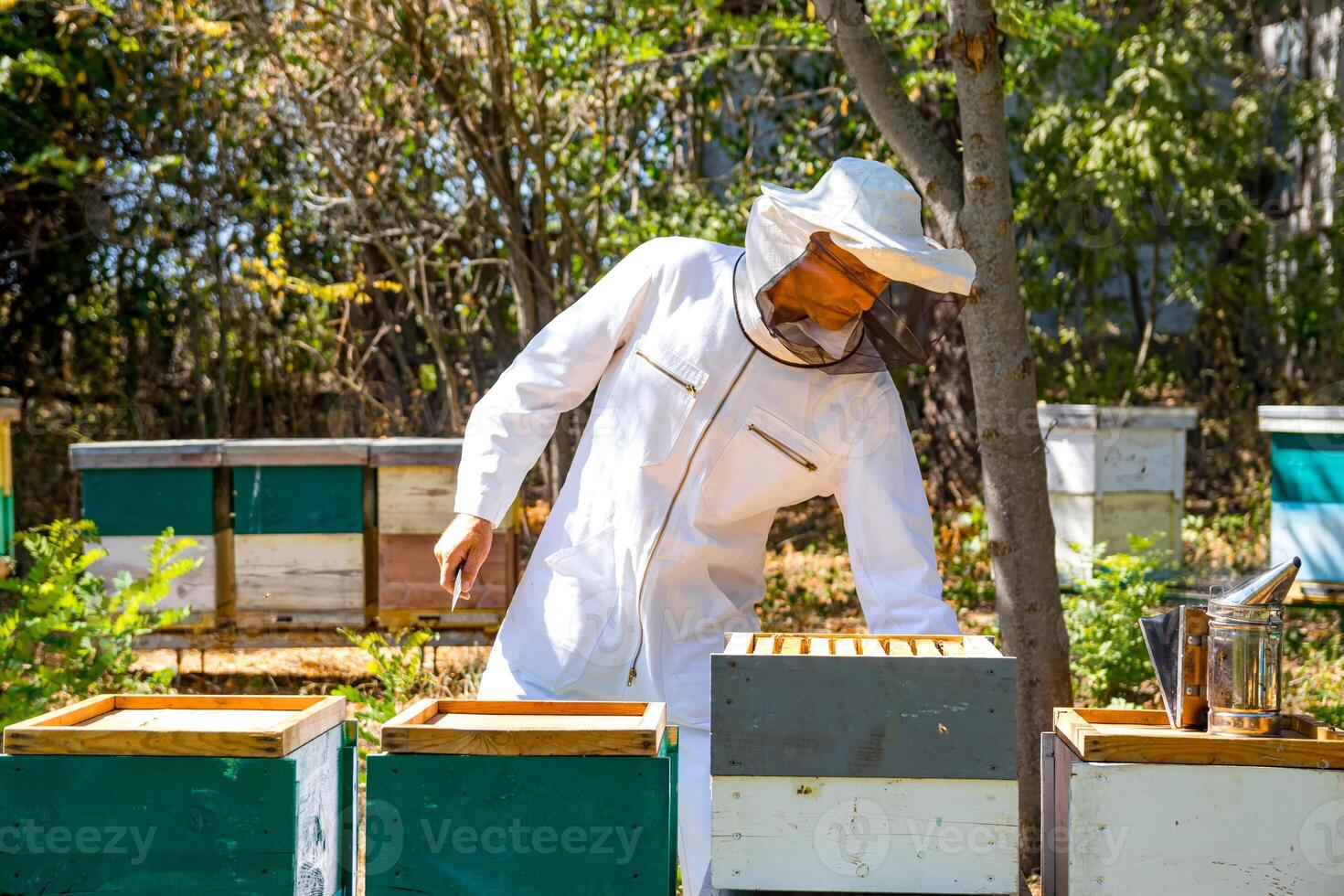 Hardworking beekeeper checks beehives in an apiary. Man in protective white uniform at garden with many beehives. photo