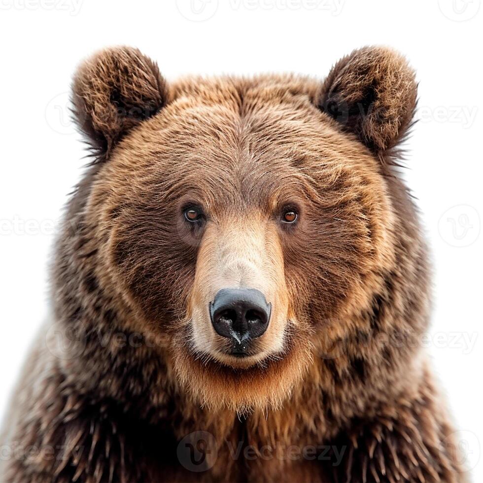 AI generated Brown bear on a white isolated background, king of the forest - AI generated image photo