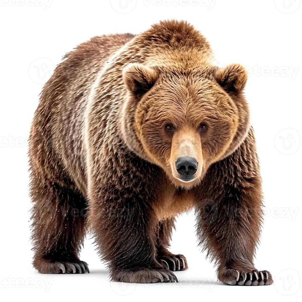 AI generated Brown bear on a white isolated background, king of the forest - AI generated image photo