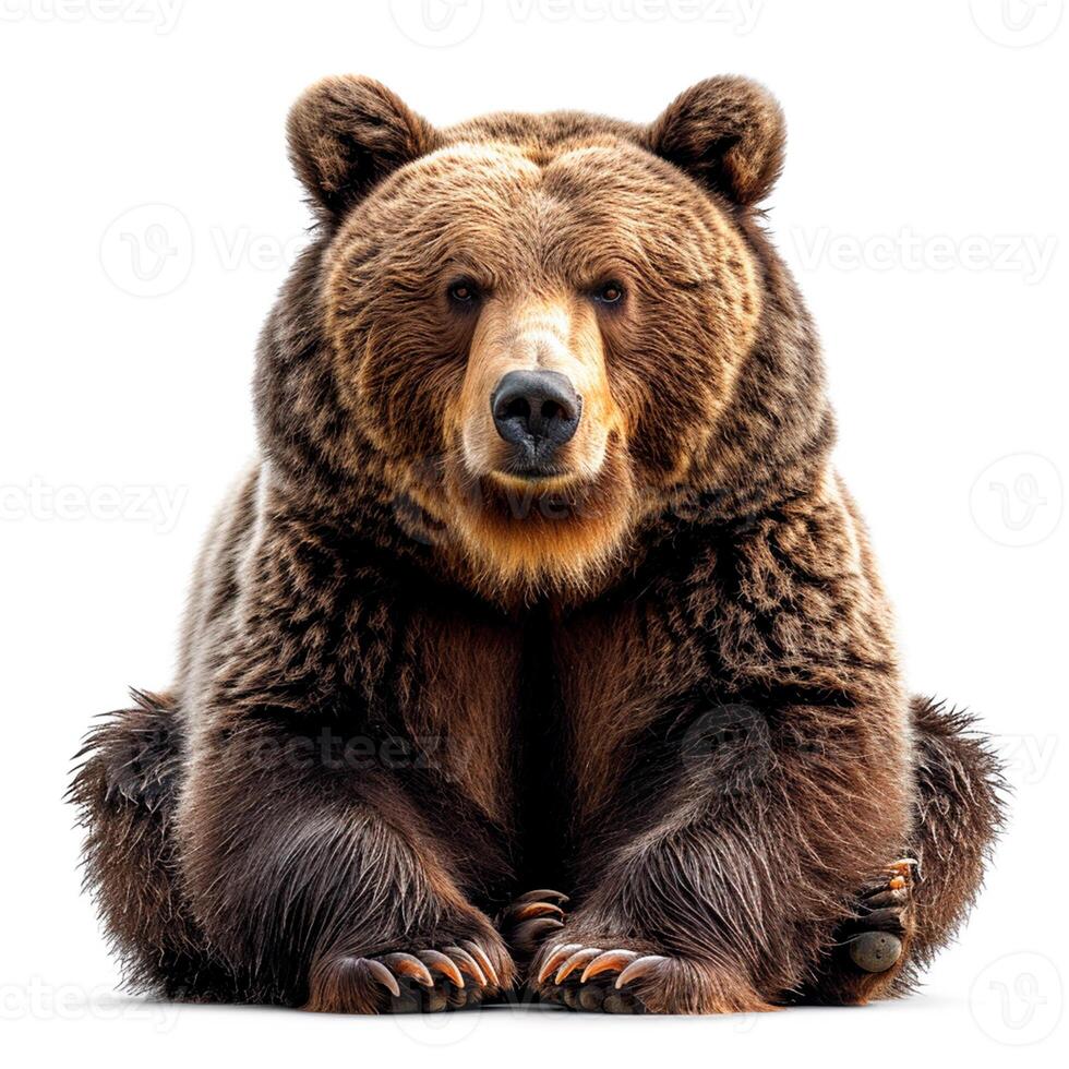 AI generated Brown bear on a white isolated background, king of the forest - AI generated image photo