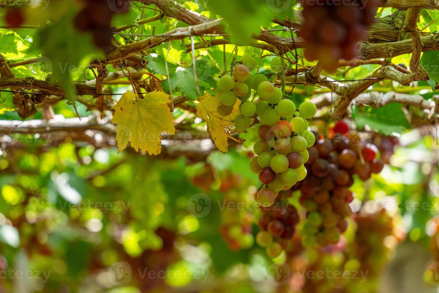 Red and green vineyard in the early sunshine with plump grapes harvested laden waiting red wine nutritional drink in Ninh Thuan province, Vietnam photo