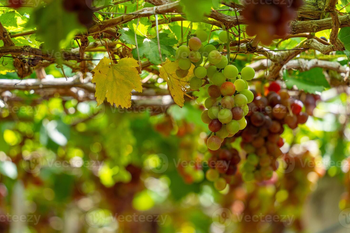 Red and green vineyard in the early sunshine with plump grapes harvested laden waiting red wine nutritional drink in Ninh Thuan province, Vietnam photo