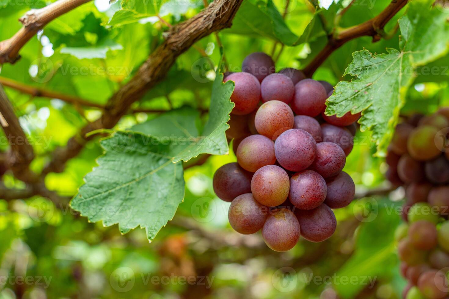 Red and green vineyard in the early sunshine with plump grapes harvested laden waiting red wine nutritional drink in Ninh Thuan province, Vietnam photo