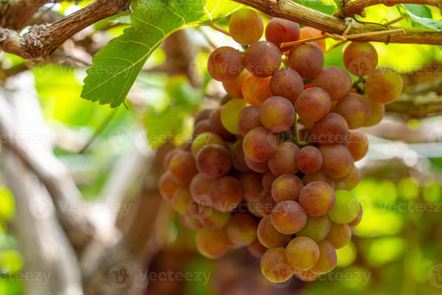 Red and green vineyard in the early sunshine with plump grapes harvested laden waiting red wine nutritional drink in Ninh Thuan province, Vietnam photo