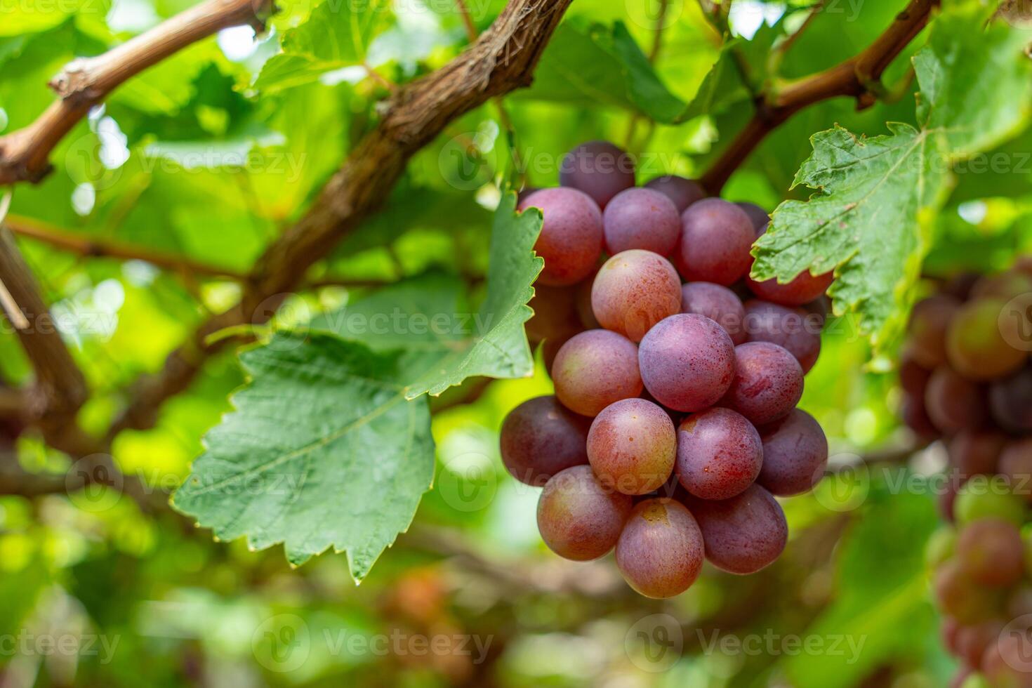 Red and green vineyard in the early sunshine with plump grapes harvested laden waiting red wine nutritional drink in Ninh Thuan province, Vietnam photo