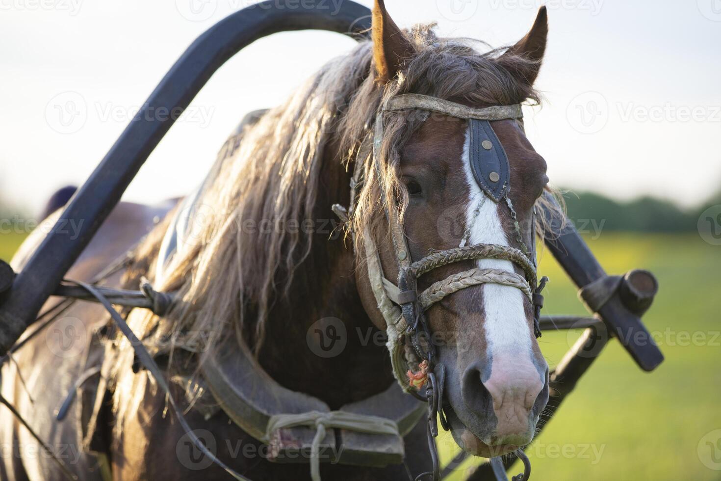 Horse head harnessed to the background of summer nature. photo