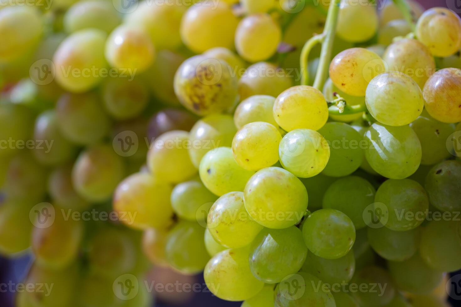 Clusters of elite green grape varieties with large berries close-up. photo