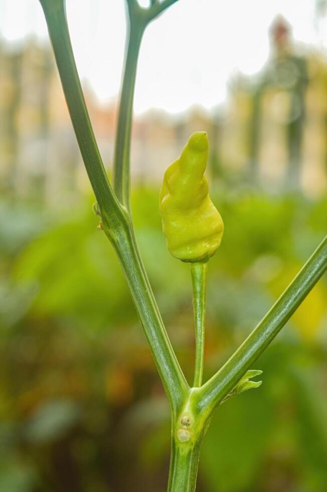 cayenne pepper which is still attached to the branch of the chili plant photo