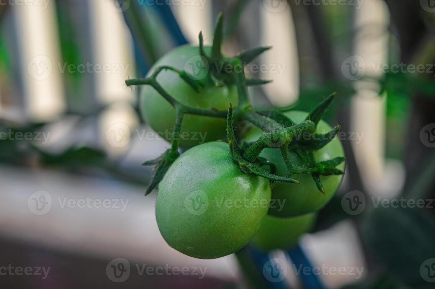 a sprig of tomato that is still green on the plant photo