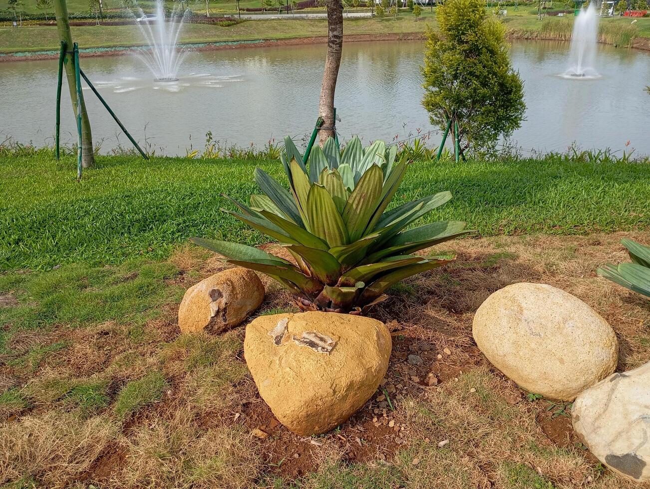 ornamental plants and stones in a garden near the lake photo