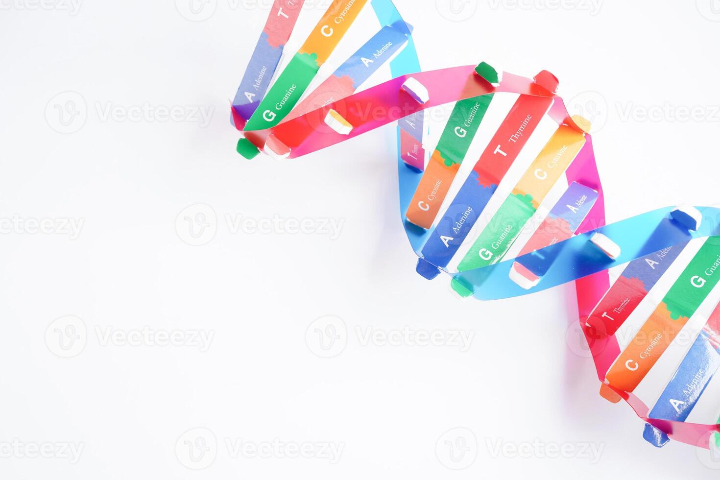 DNA molecule spiral structure model isolated on white background, chromosome and gene chemical science biology. photo