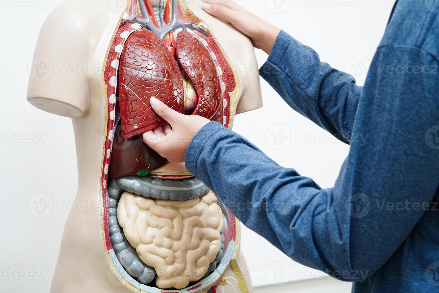 asiático estudiante aprendizaje con humano cuerpo modelo en anatomía biología en salón de clases a alto escuela. foto