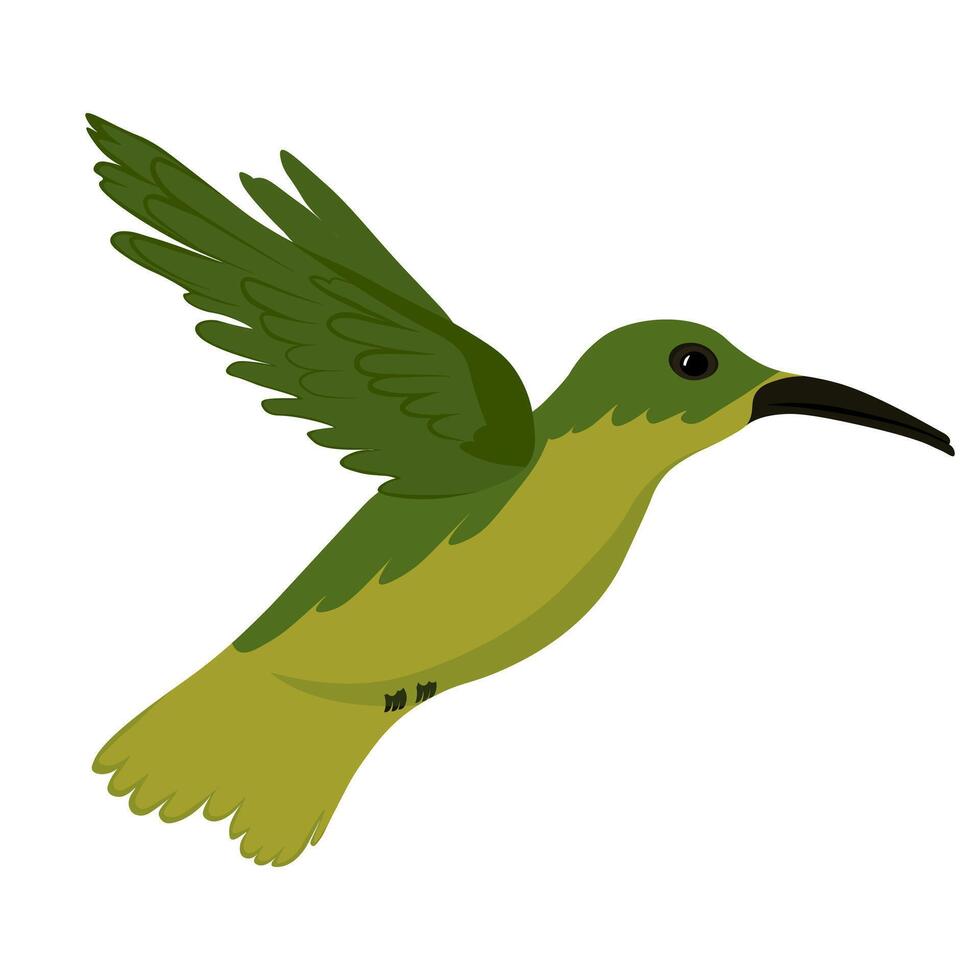 hummingbird is a small tropical bird. Vector stock illustration. isolated on a white background.