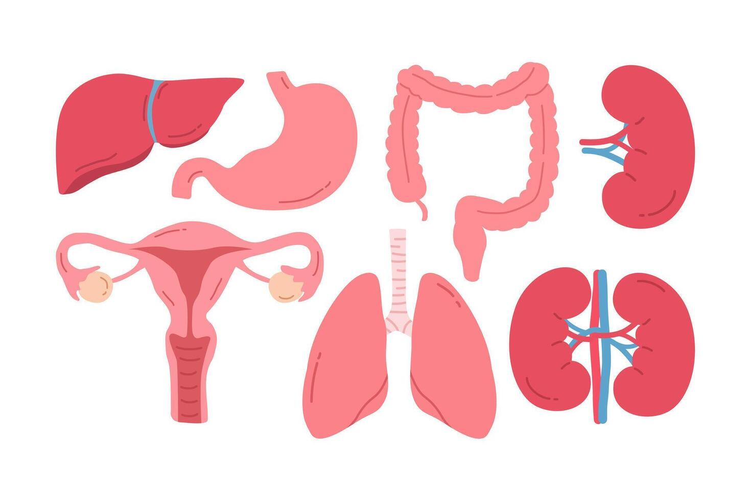 Vector Set Human Internal Organs Anatomy Flat Design Illustration