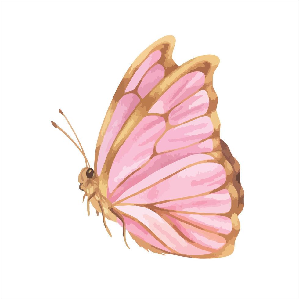 Butterfly Vector illustration. Hand drawn graphic clip art on white isolated background. Watercolor drawing of insect with pink and gold wings. Flying moth sketch for stickers and cards