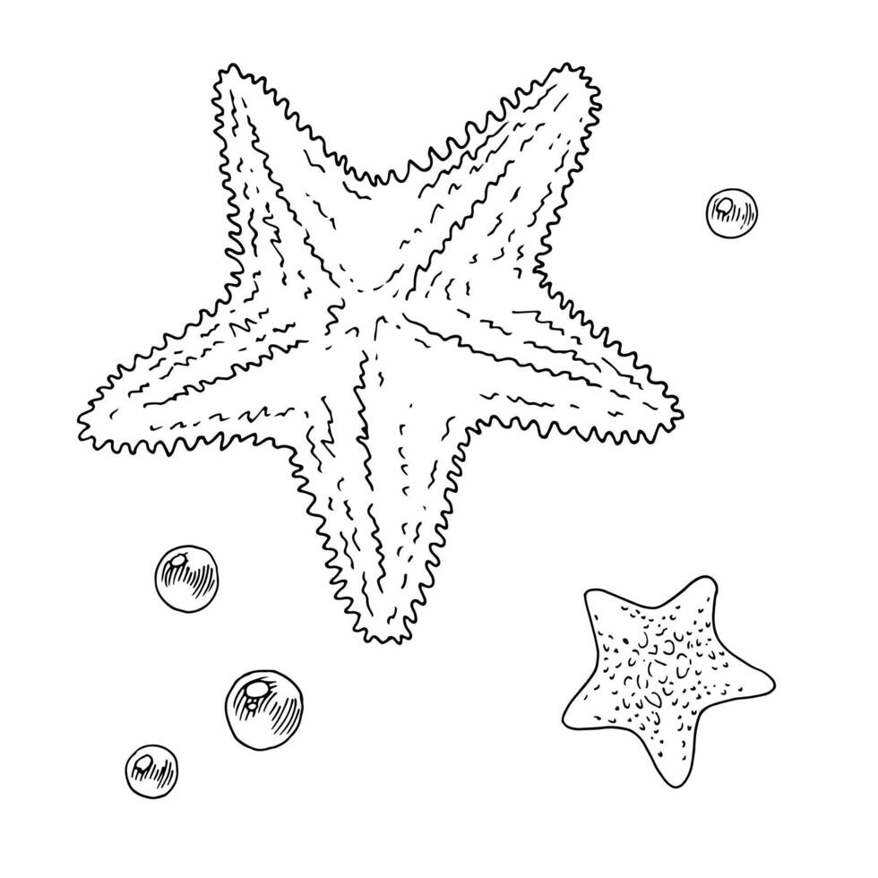 Starfish Vector line art. Outline under water Sea Star and pearls. Hand drawn black and white graphic clipart. Linear drawing on isolated background. Beach summer elements sketch