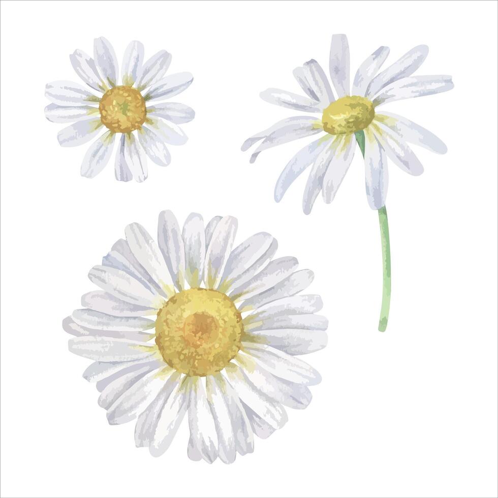 Daisy flower vector illustration set. Hand drawn clip art of white chamomile on isolated background. Watercolor botanical drawing of bouquet of marguerite. Painting of floral herb