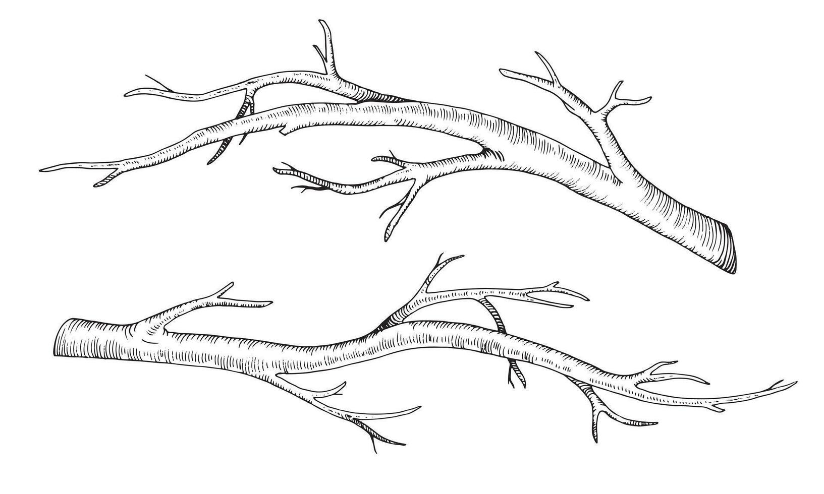 Branch tree set. Vector illustration of dry leaf less twig. Hand drawn graphic clip art of bare on isolated background. Linear drawing of bark bough. Outline sketch of stick. Black contour line art.