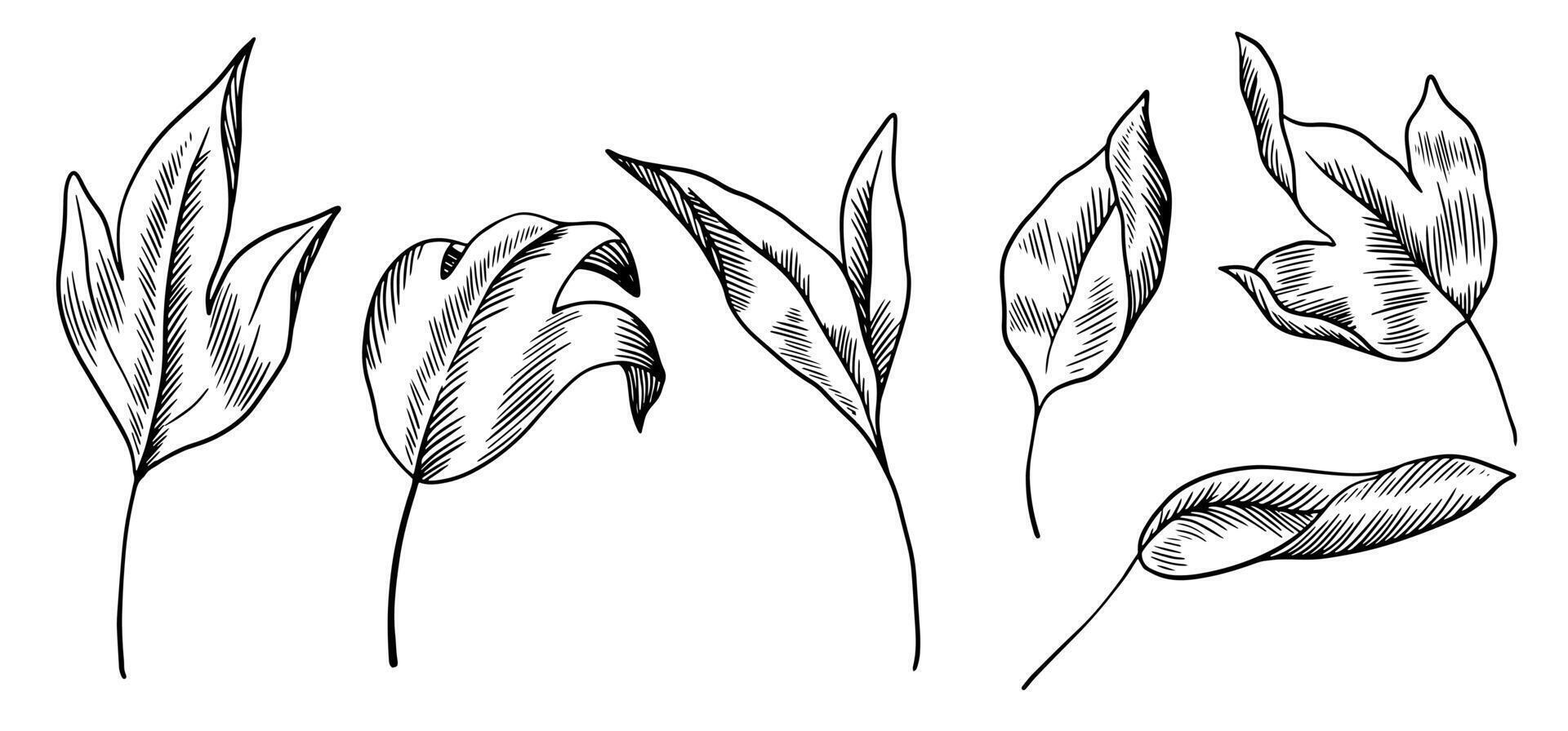 Black and white set of linear leaves. Line art plants, botanical elements isolated on white background. Graphic leaves with hatching vector