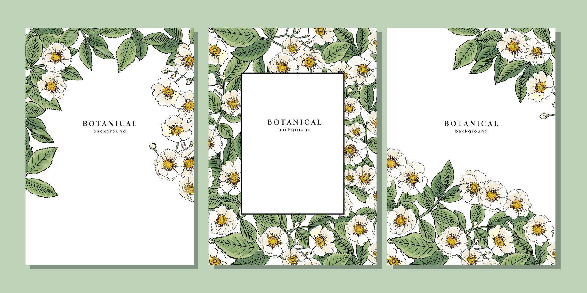 conjunto de plantillas con blanco salvaje Rosa flor o perro Rosa. rosa canina modelo en blanco antecedentes. marco diseño con floral elementos para bandera, póster, cartel, volantes, cubrir vector