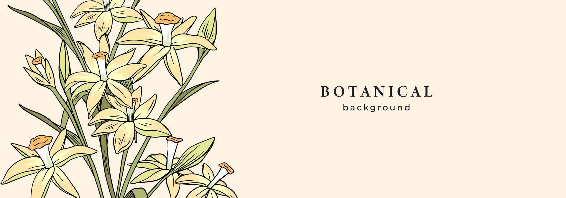 Banner with vanilla flower isolated on beige background. Vintage linear illustration. Sketch, graphic line art. Horizontal template with vintage botanical elements. Floral pattern. vector