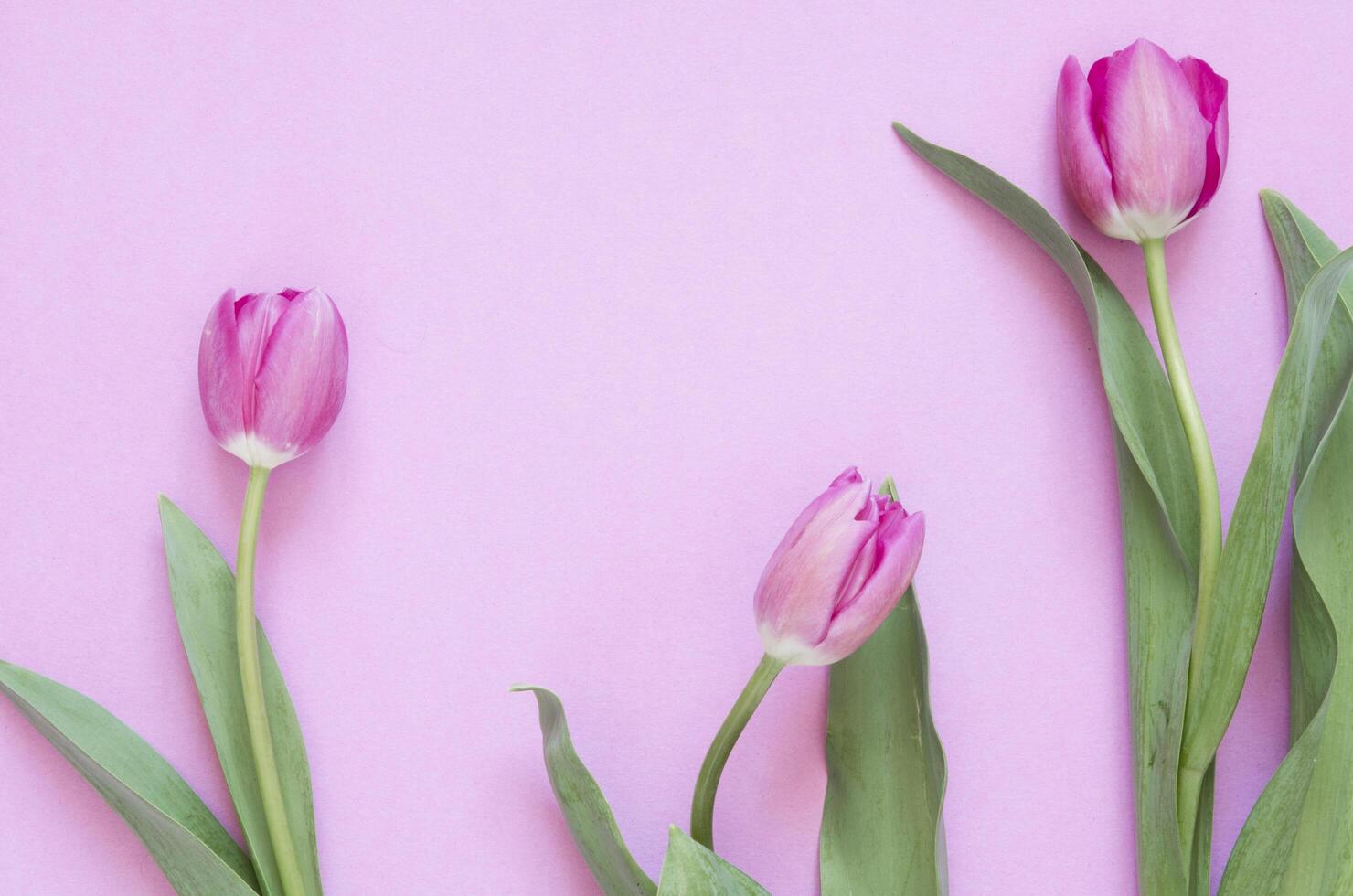 Floral background with tulips flowers. Flat lay, top view. Lovely greeting card with tulips for Mothers day, wedding or happy event photo