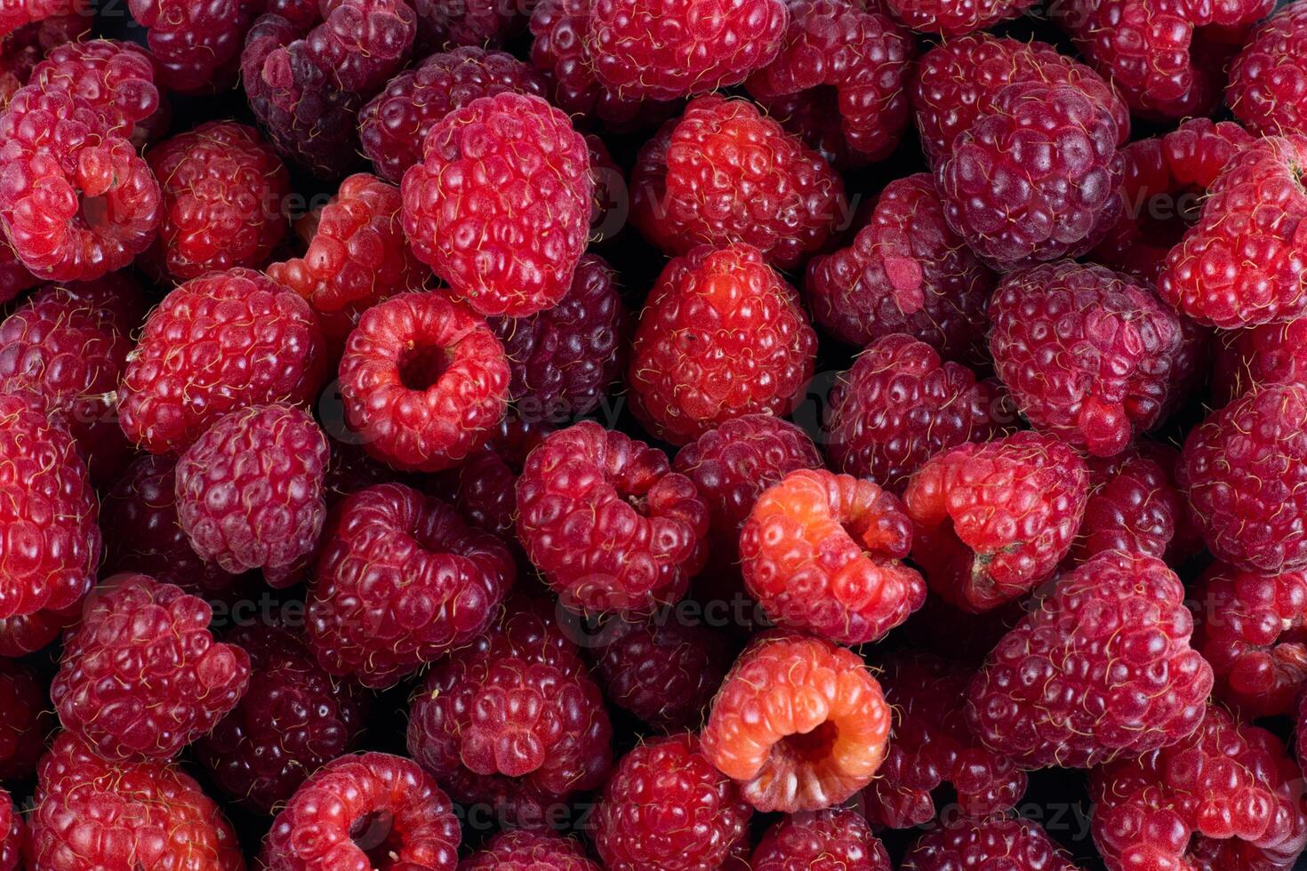 fruit banner from the harvest of ripe organic raspberries background photo