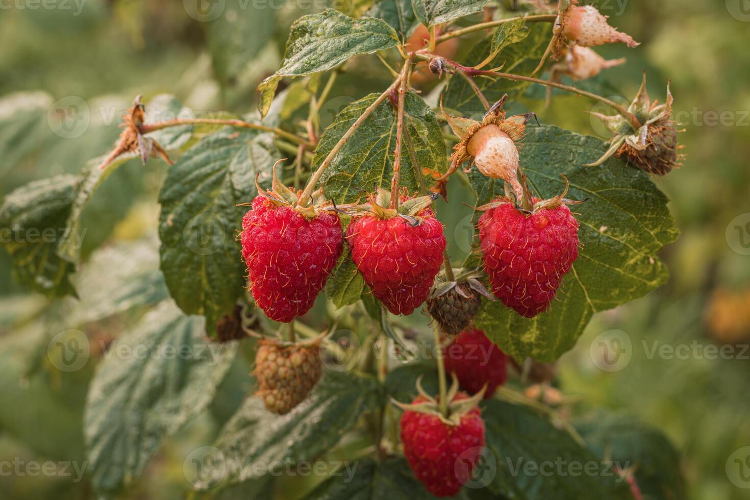 ripe raspberries in a garden on a green background photo