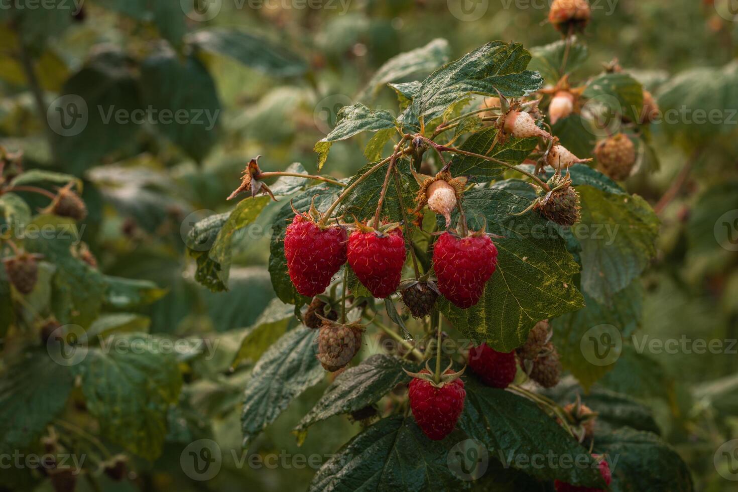 ripe raspberries in a garden on a green background photo