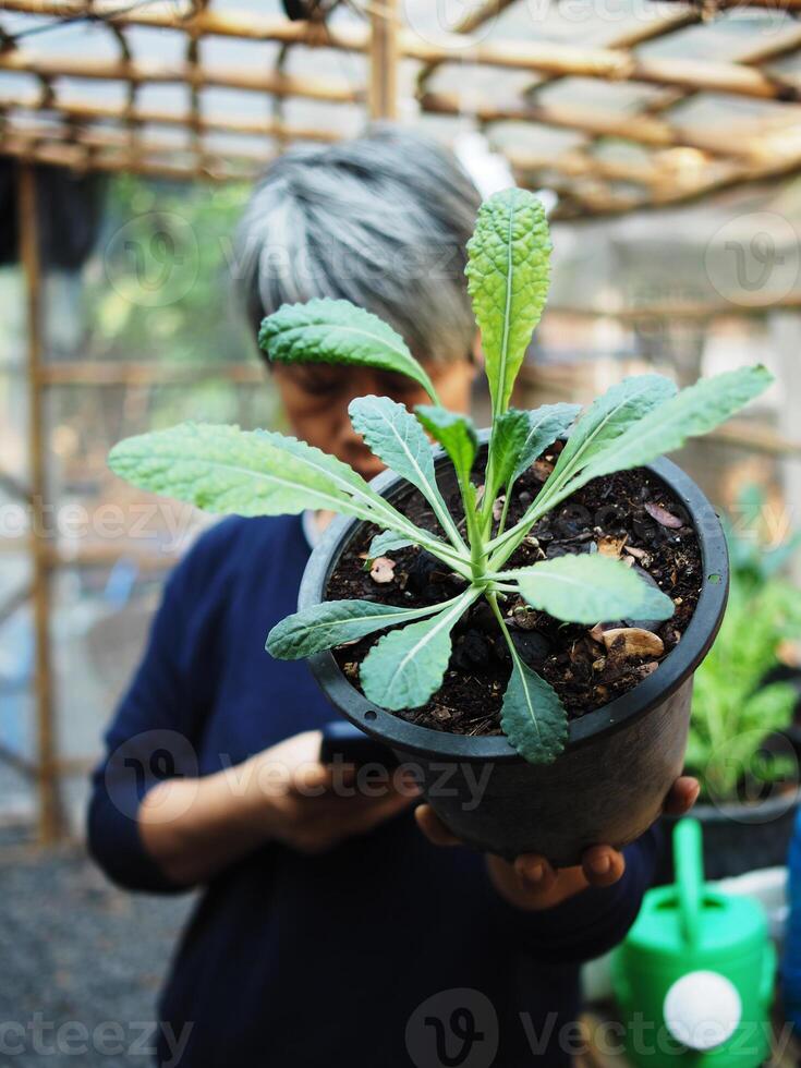 jardinero y su col rizada vegetal en maceta comprobación y contento con plantas foto