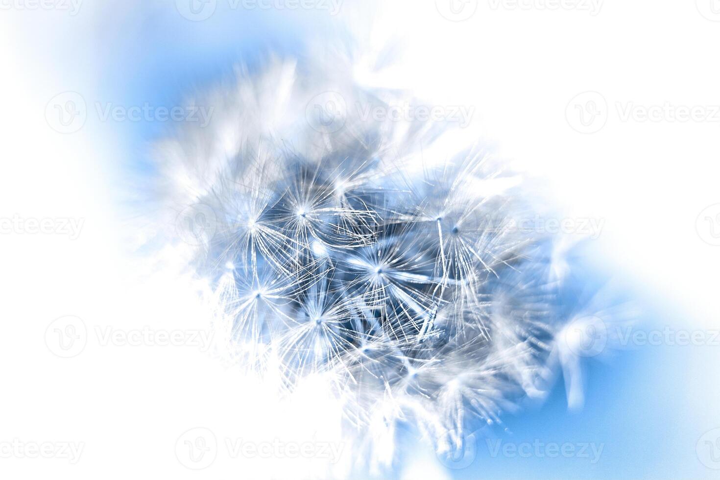 Close-up of a dandelion on a blue sky in a white frame photo