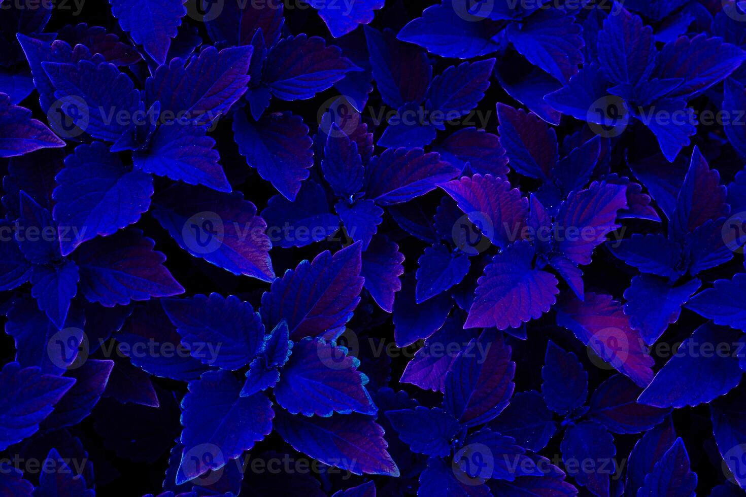 Glowing shining dark blue purple burgundy Coleus leaves,mystic background photo