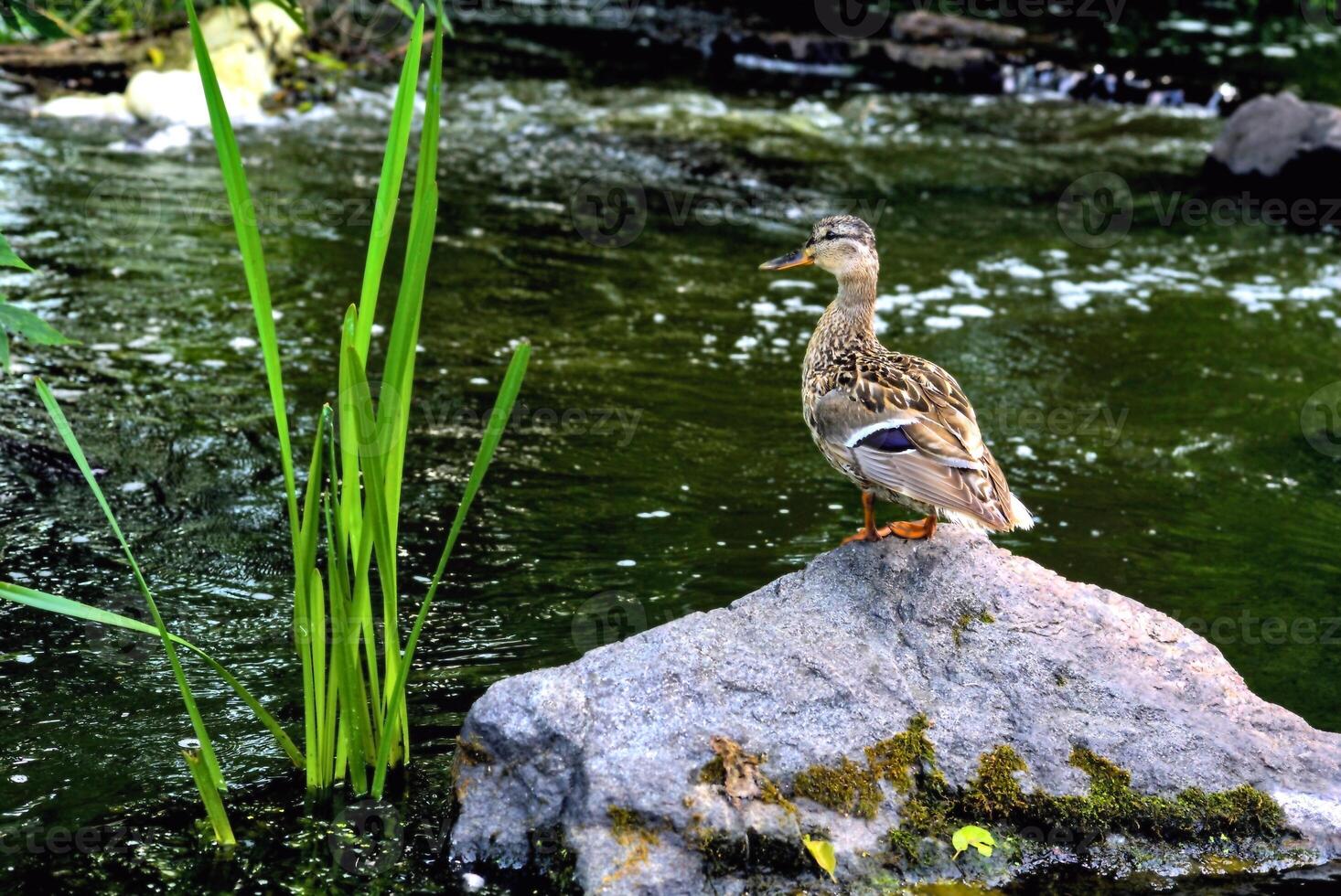 salvaje marrón linda Pato caminando en volcánico rocas en un verano río foto