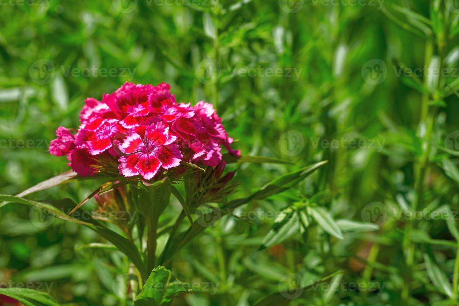Red magenta carnation Dianthus chinensis Diana for landscaping in gardens photo