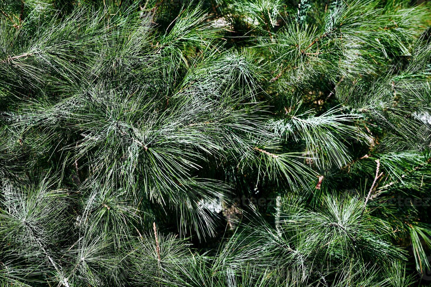 Green saturated spruce branches with needles background photo